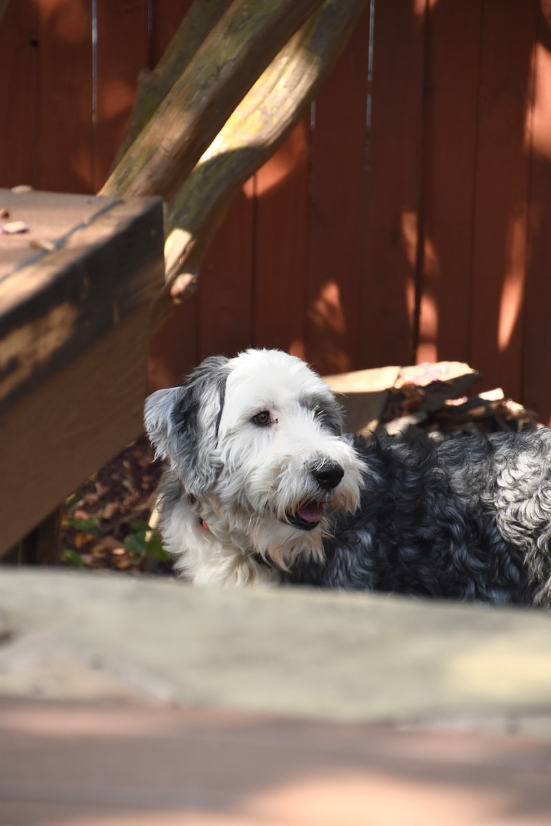 Sheepadoodle dog showing calm protective temperament outdoors