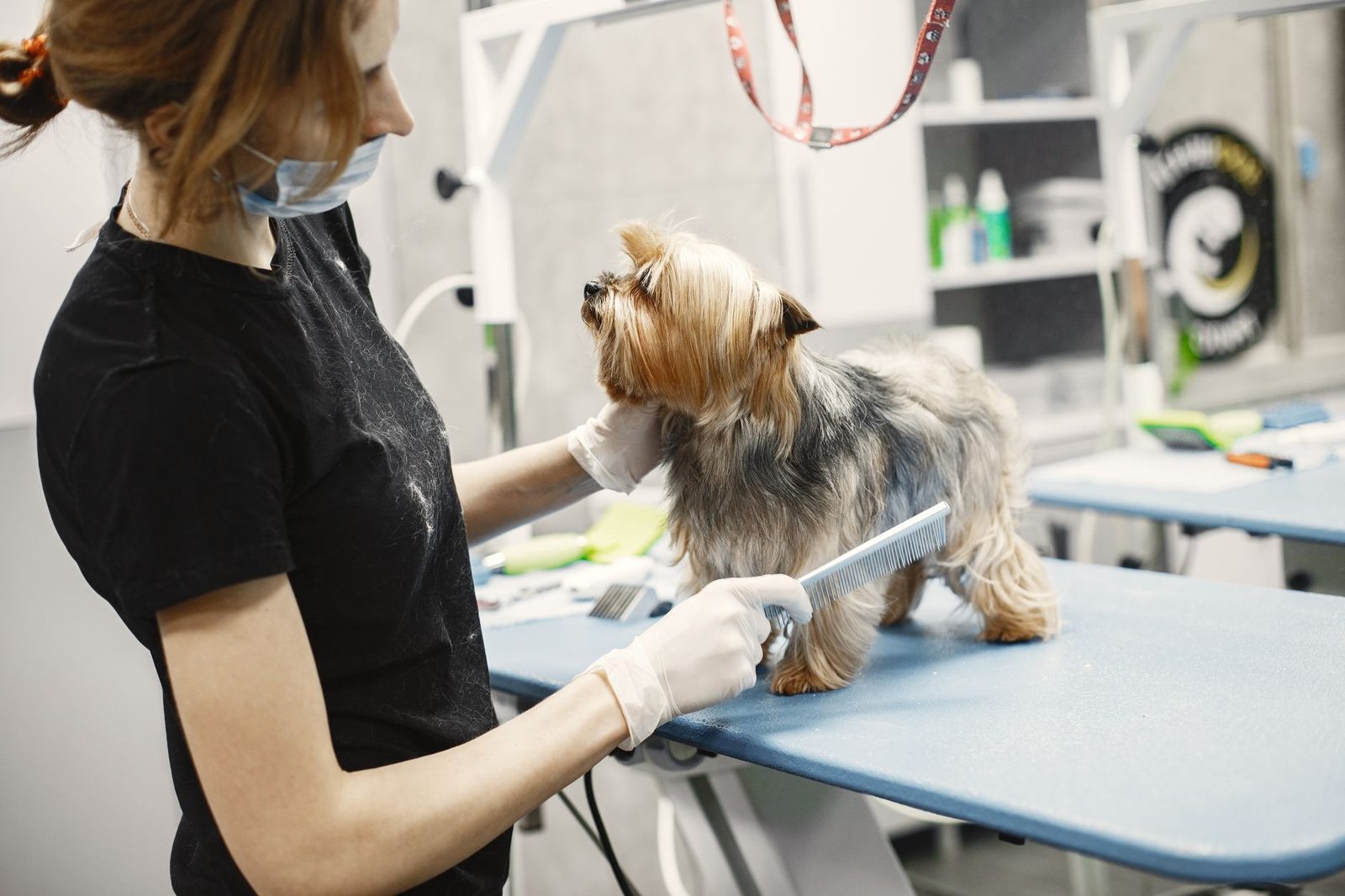 Groomer trimming a dog's coat at a grooming salon