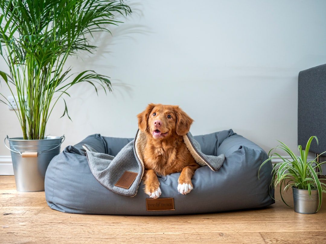 Dog relaxing in its own bed with familiar bedding