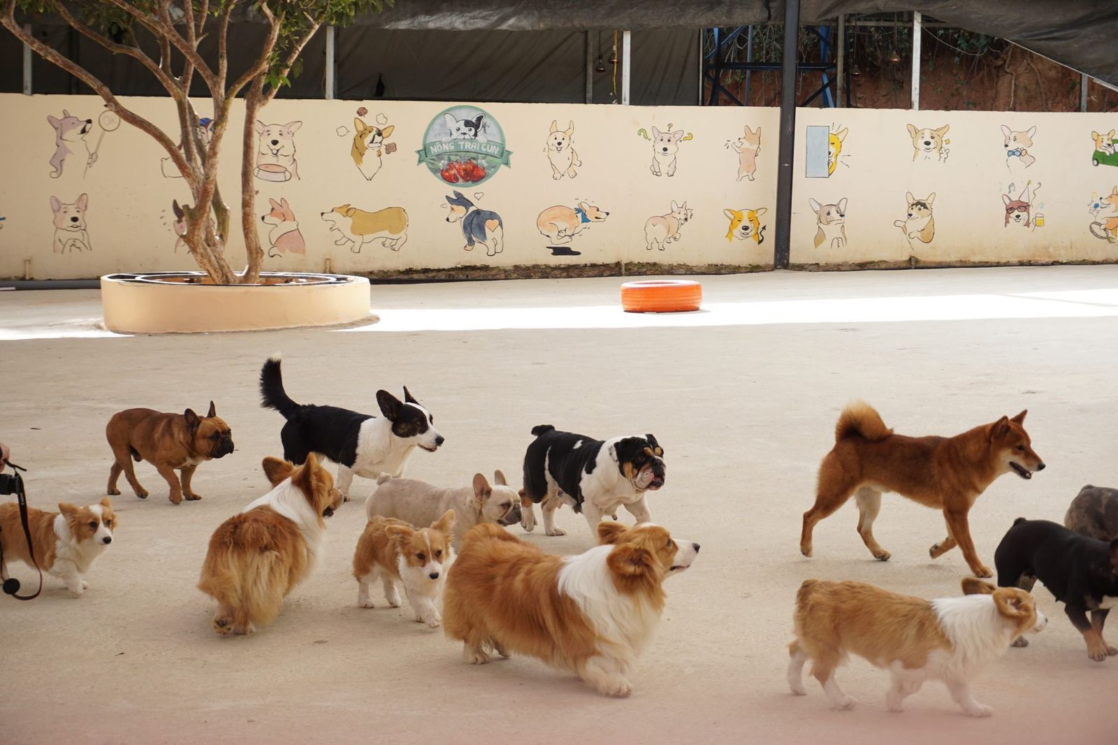 Group of dogs playing together in an outdoor daycare play yard