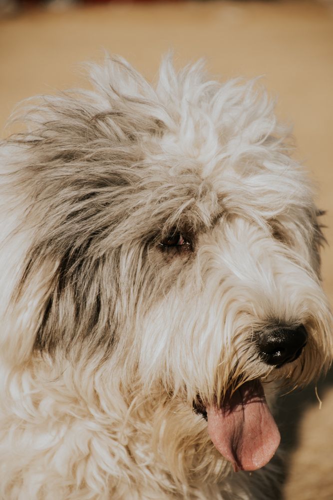 Calm sheepadoodle dog behavior outdoors