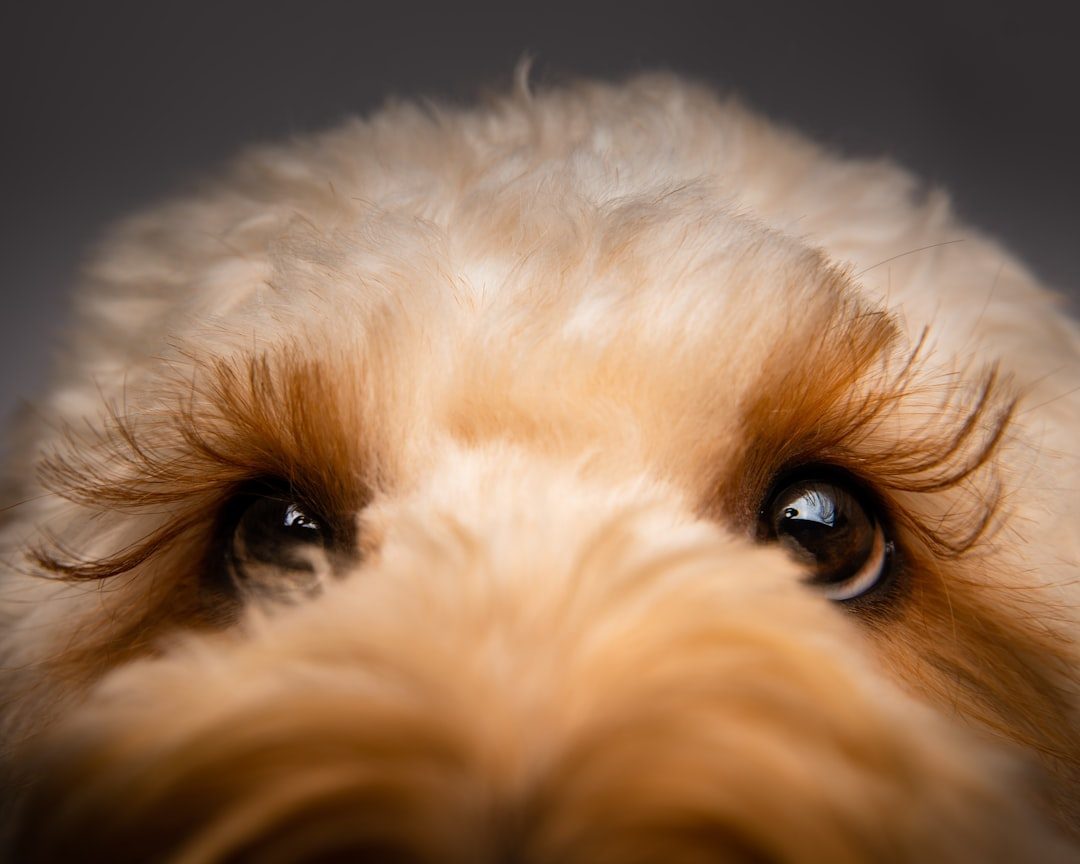 Close-up of a Sheepadoodle's curly, furnished muzzle and eyebrows