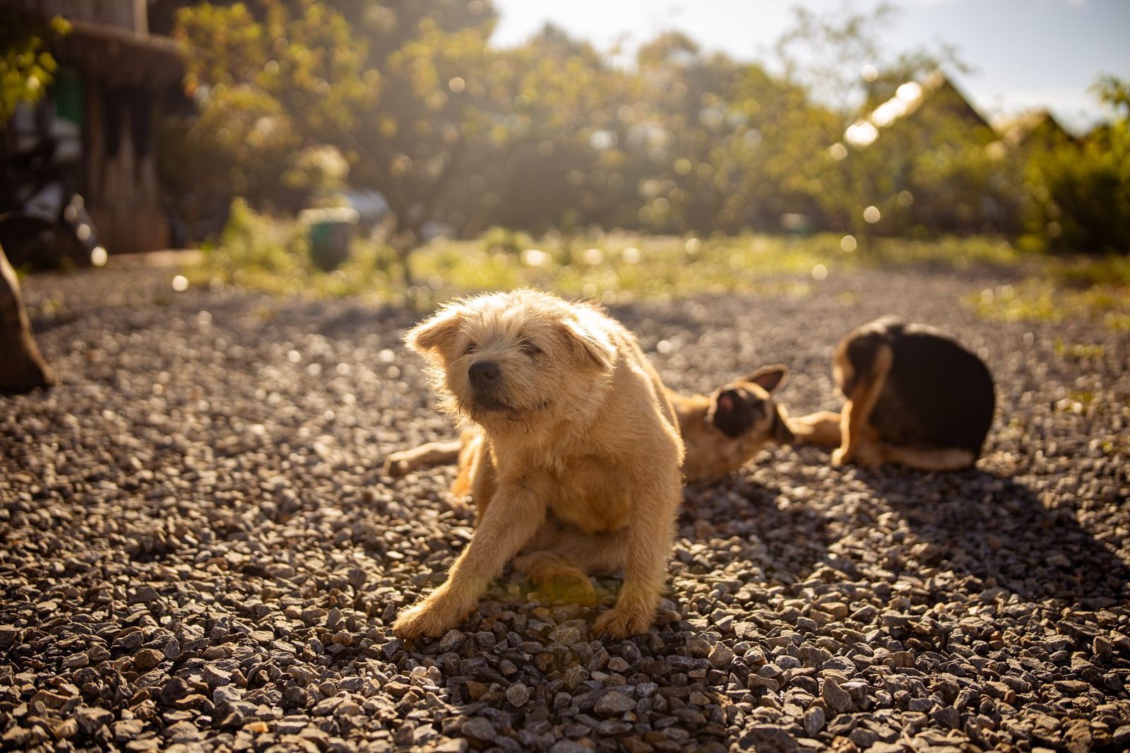 Dogs playing outdoors in direct sunlight