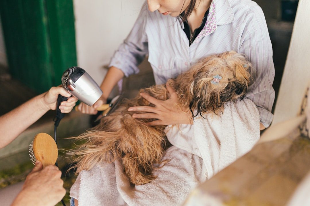 Groomer brushing a Sheepadoodle's thick double coat