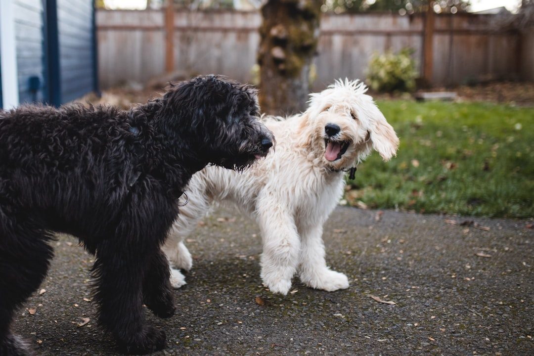Two adult Sheepadoodles side by side showing different coat shades
