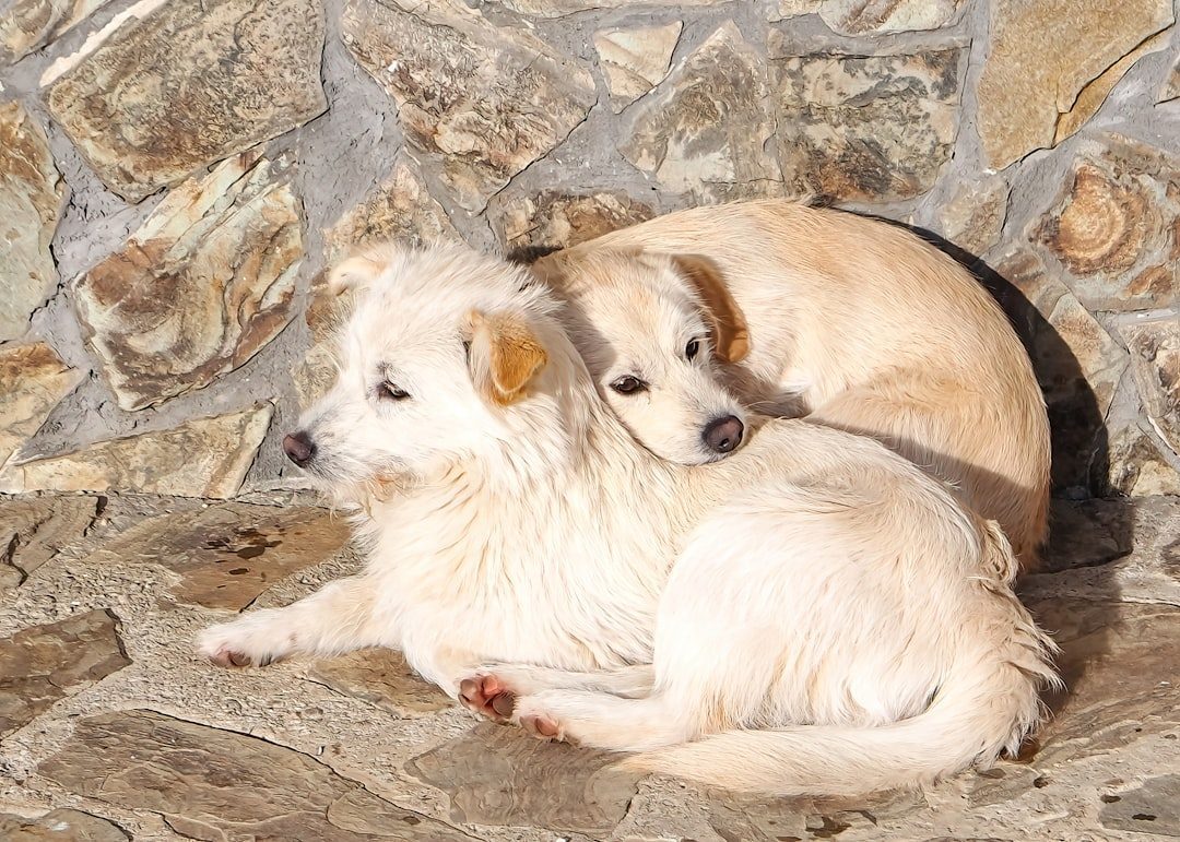 Two cream-colored dogs resting together outdoors