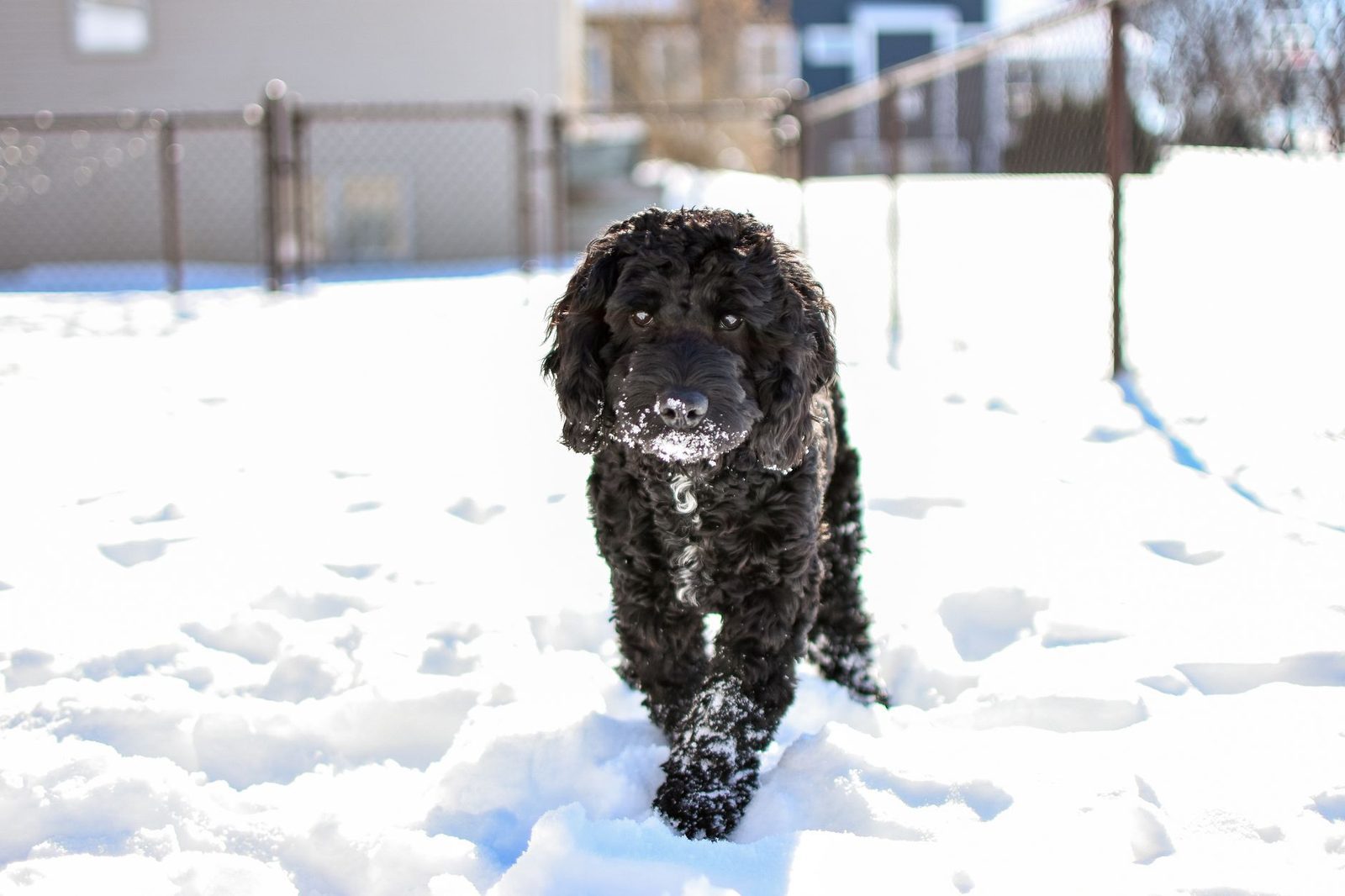 Black Sheepadoodle puppy with a dark, curly coat sitting outdoors