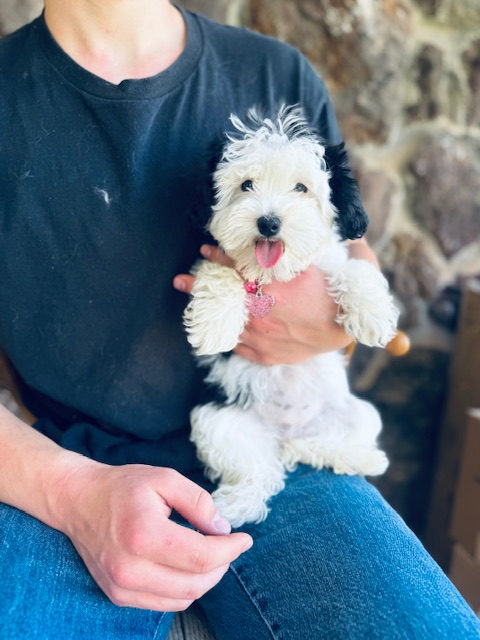 Sheepadoodle coat colors and patterns guide - black white brown merle - Sunshine Sheepadoodles Texas