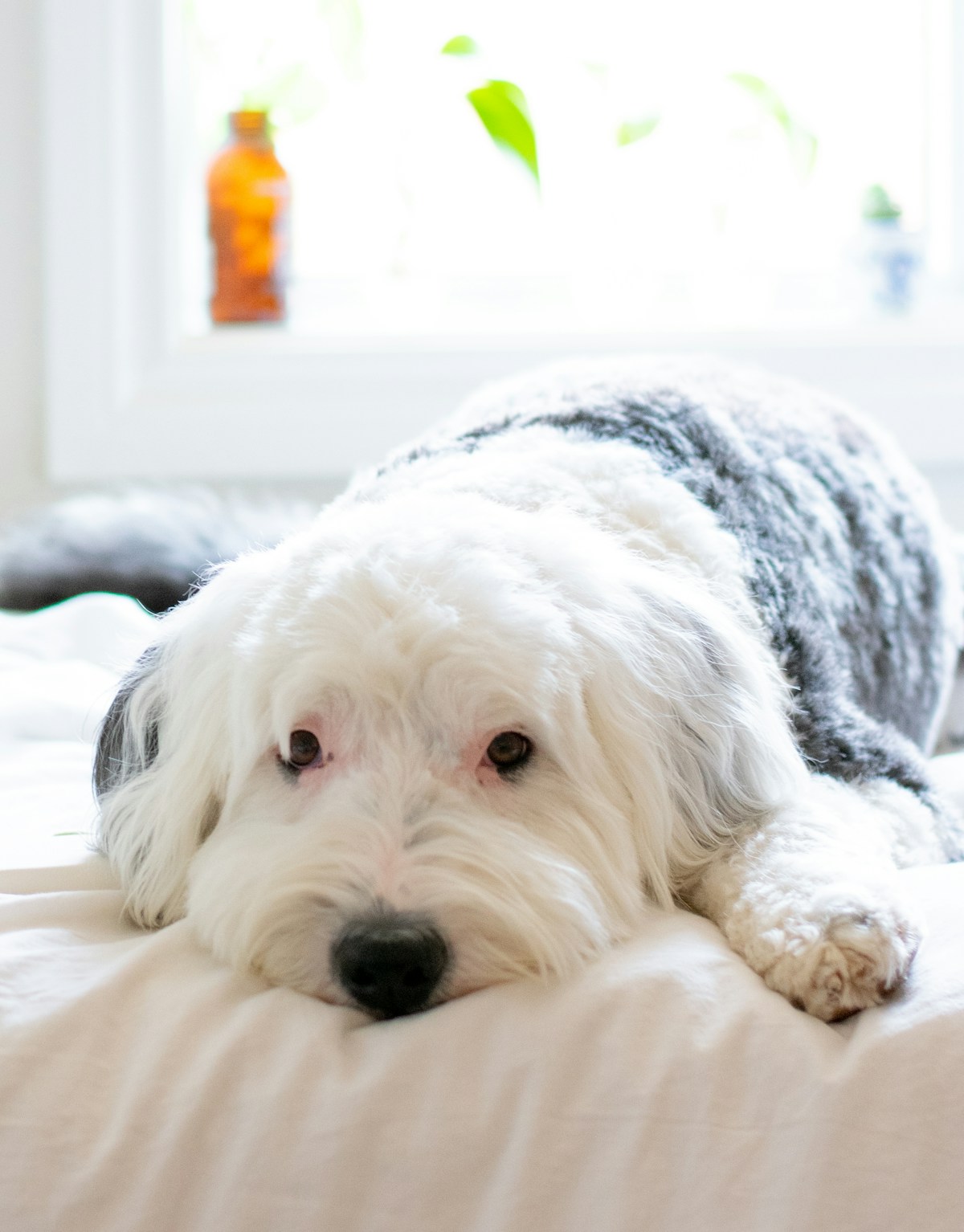 Sheepadoodle dog coat condition check outdoors