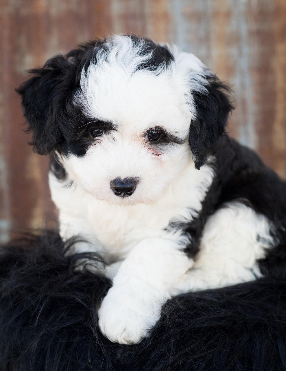 Sheepadoodle puppy coat pattern in relaxed pose