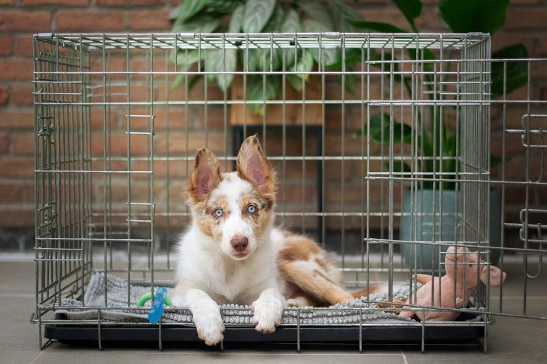 Puppy lying inside a wire crate with a blanket and toys