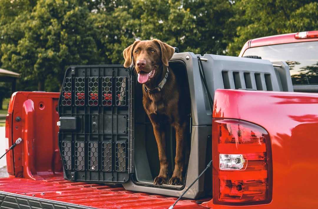 Dog inside a travel crate secured in a truck bed