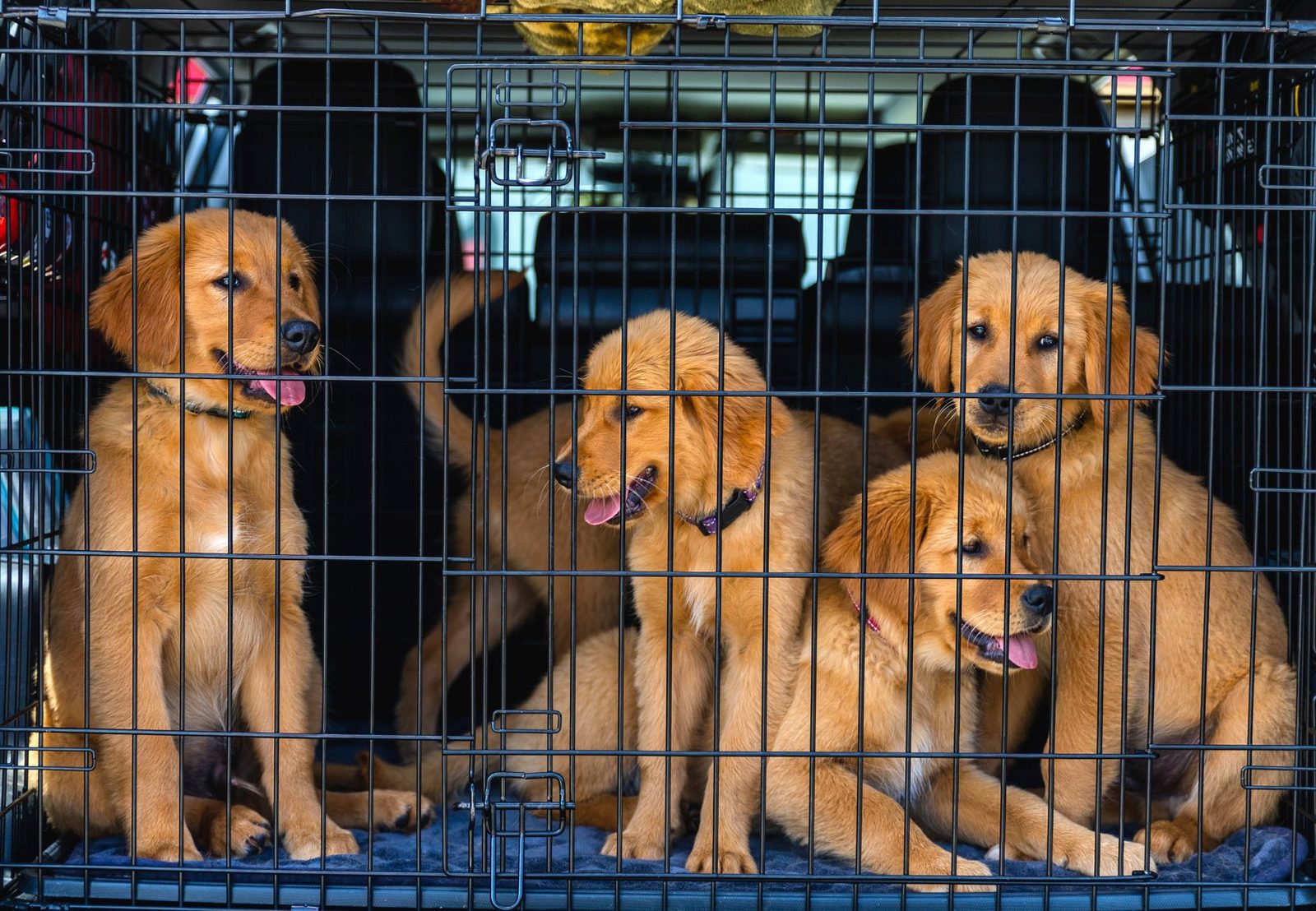 Puppies sitting calmly together inside a wire crate