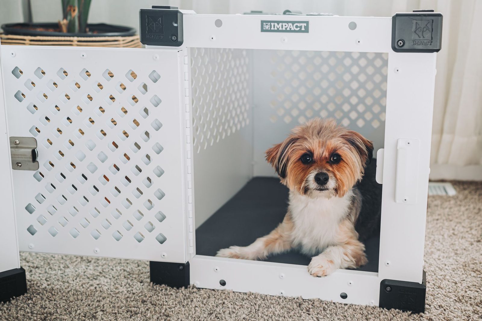 A small dog resting comfortably inside an open crate at home
