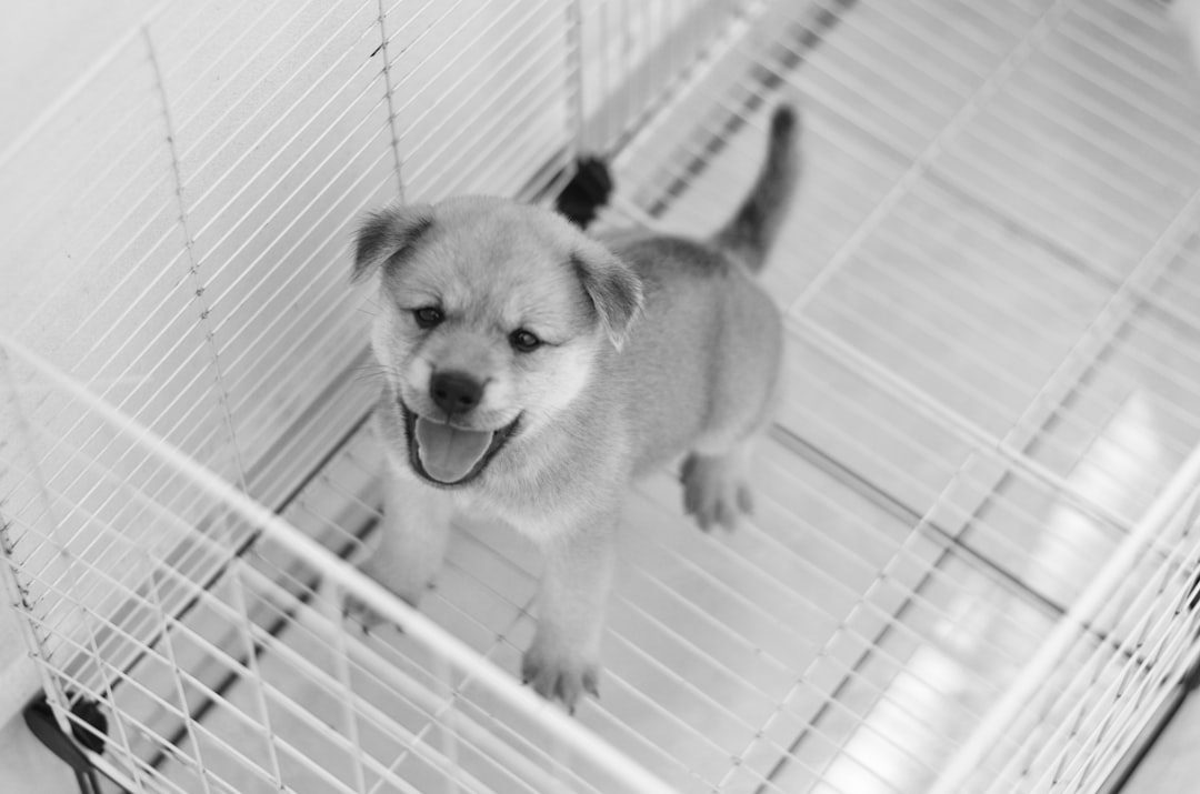 A happy puppy standing inside a wire training crate