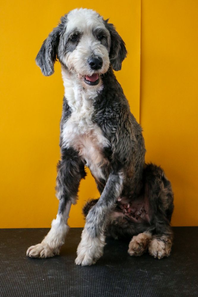 Sheepadoodle Dental Care: Brushing, Tartar Prevention & Cleanings