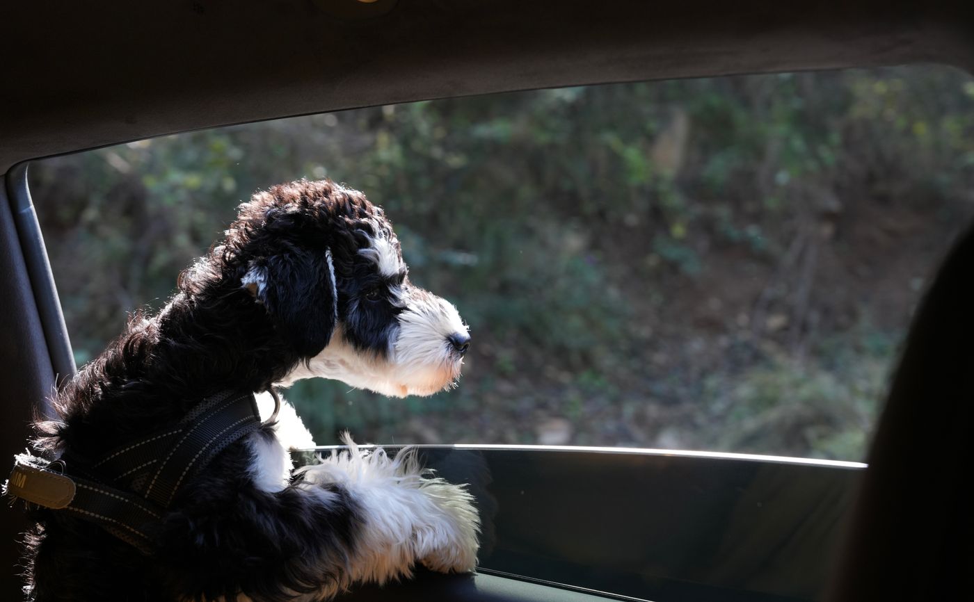 Sheepadoodle dog dental hygiene routine