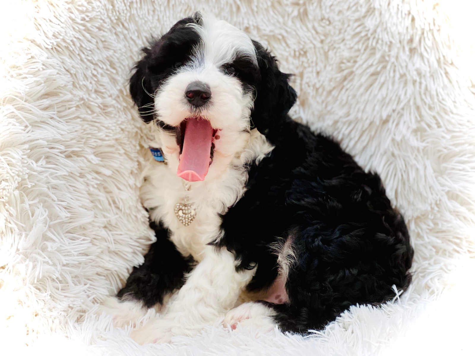 Sheepadoodle Ear Care: Preventing Infections in Floppy, Hairy Ears