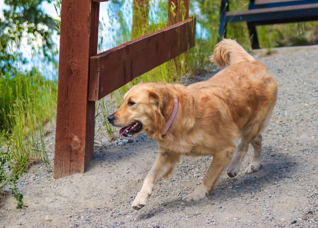 Dog investigating a gap near a wooden fence post