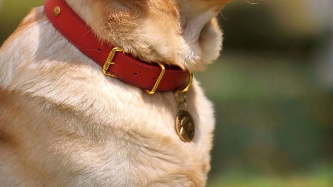 Dog wearing a collar with an ID tag