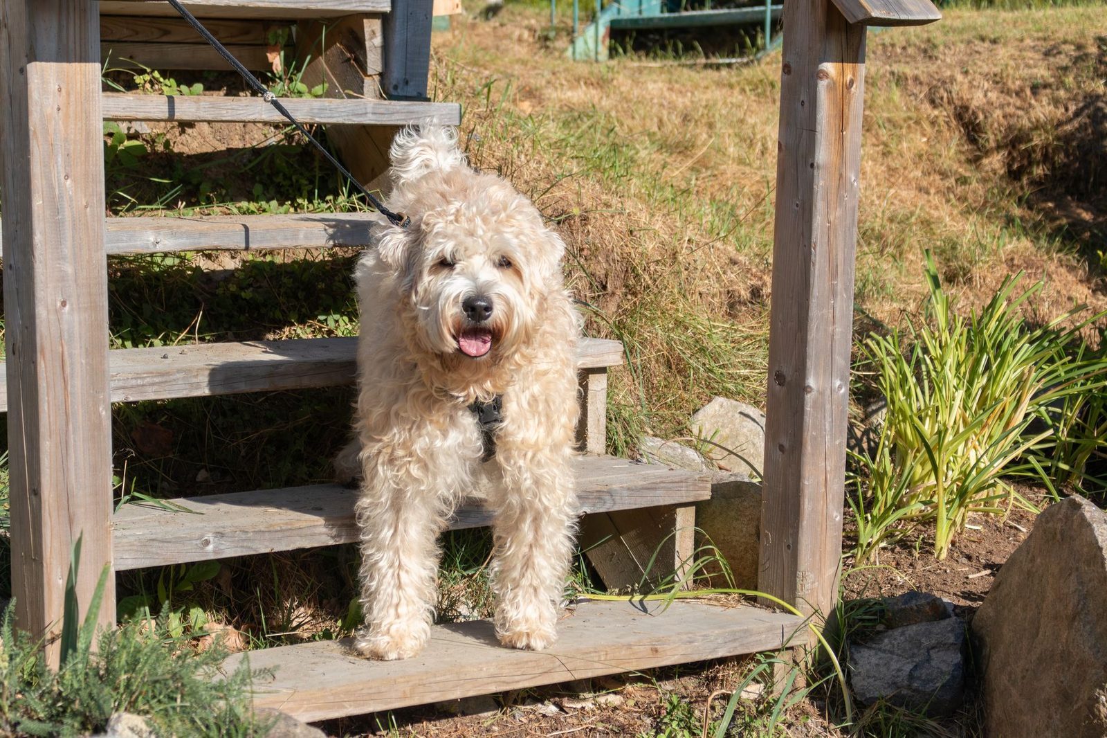 Sheepadoodle Escape-Proofing: Digging, Jumping & Fence Requirements
