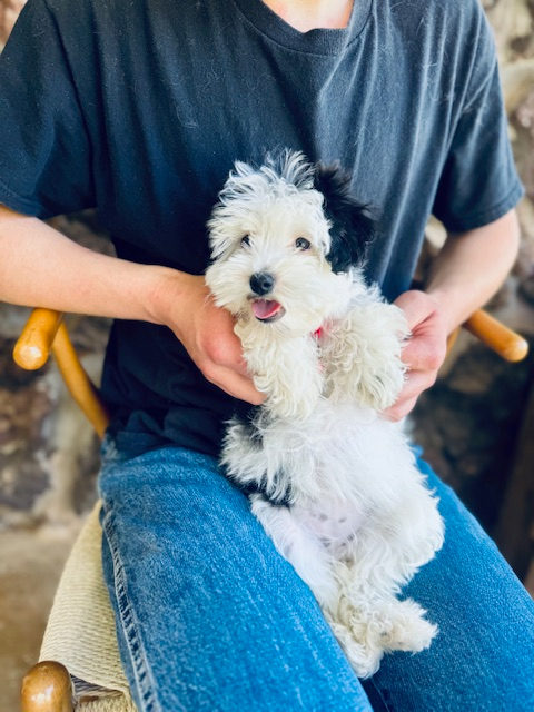Sheepadoodle exercise and enrichment guide - Sunshine Sheepadoodles Texas