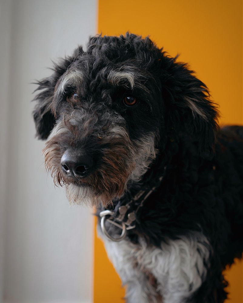 Sheepadoodle Eye Care: Cleaning, Tear Stains & Common Conditions