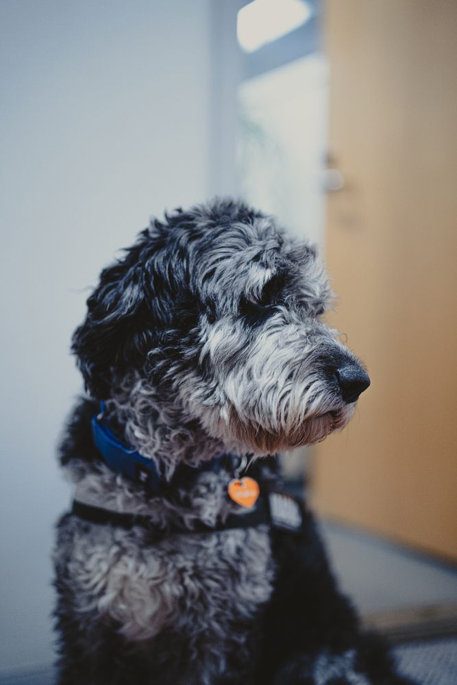 Sheepadoodle dog face and eye area close-up