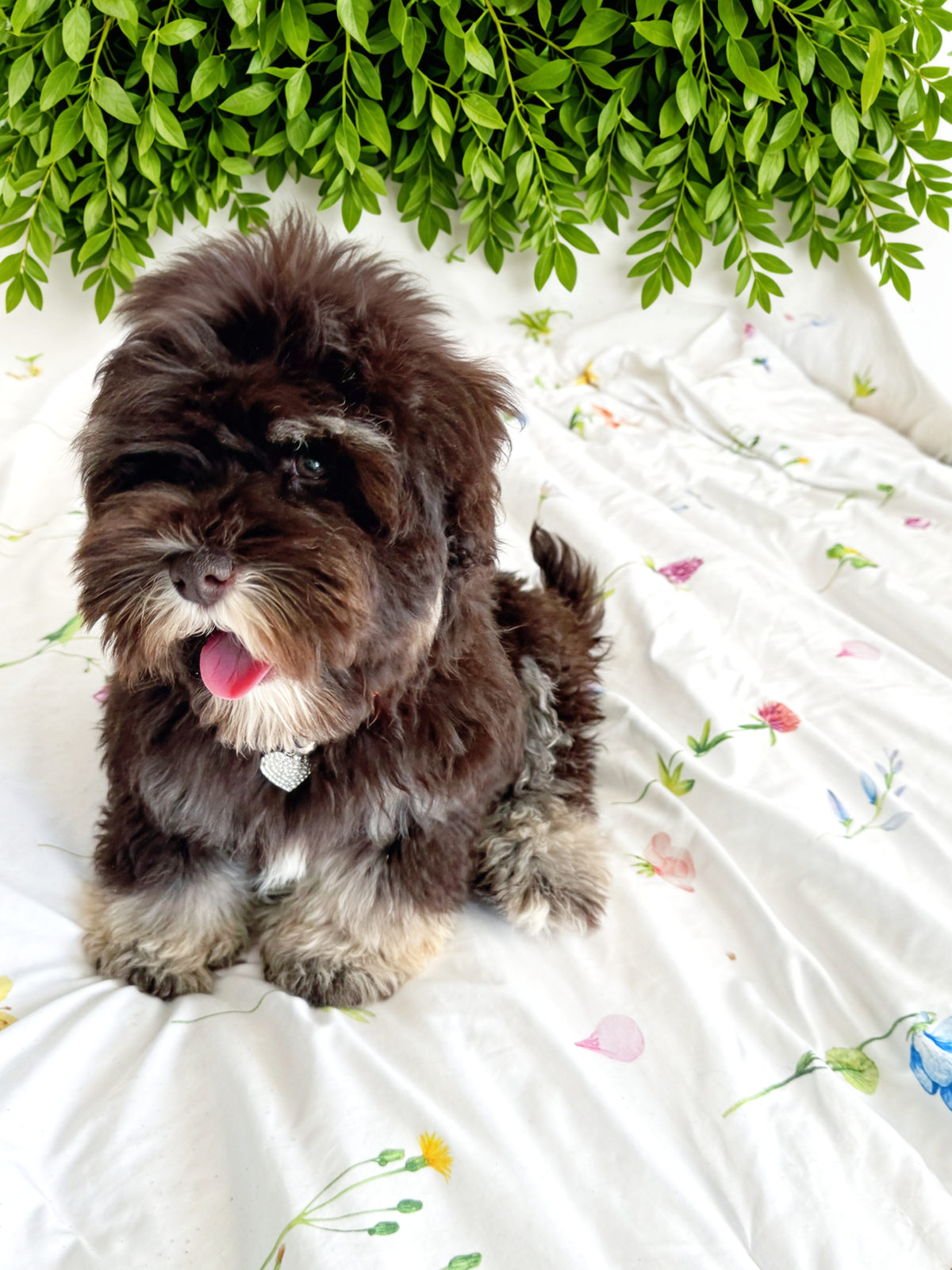 Sheepadoodle Feeding Guide: What & How Much to Feed by Age