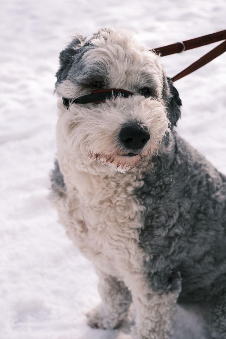 Sheepadoodle Puppy’s First 24 Hours Home: Checklist