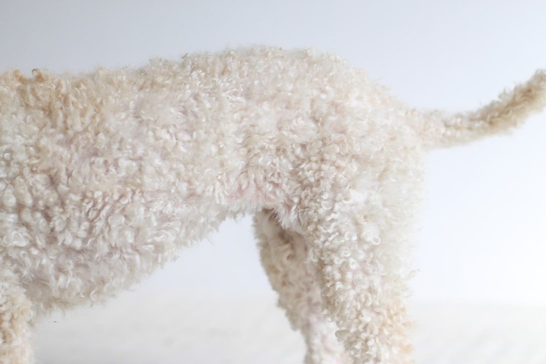 Close-up of a curly, low-shedding Sheepadoodle coat