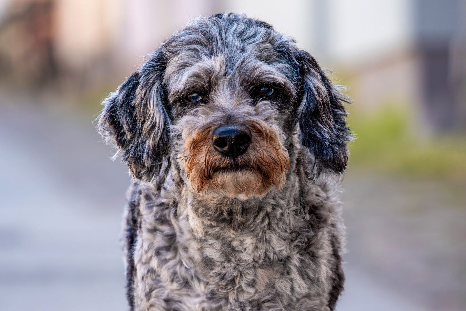 Close-up of a curly-coated doodle-mix dog's face