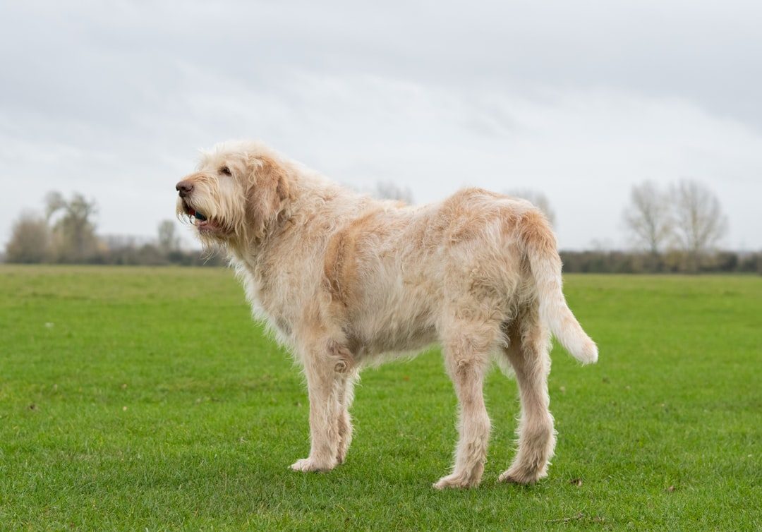 Adult doodle-type dog with a mature, evenly textured coat standing in grass