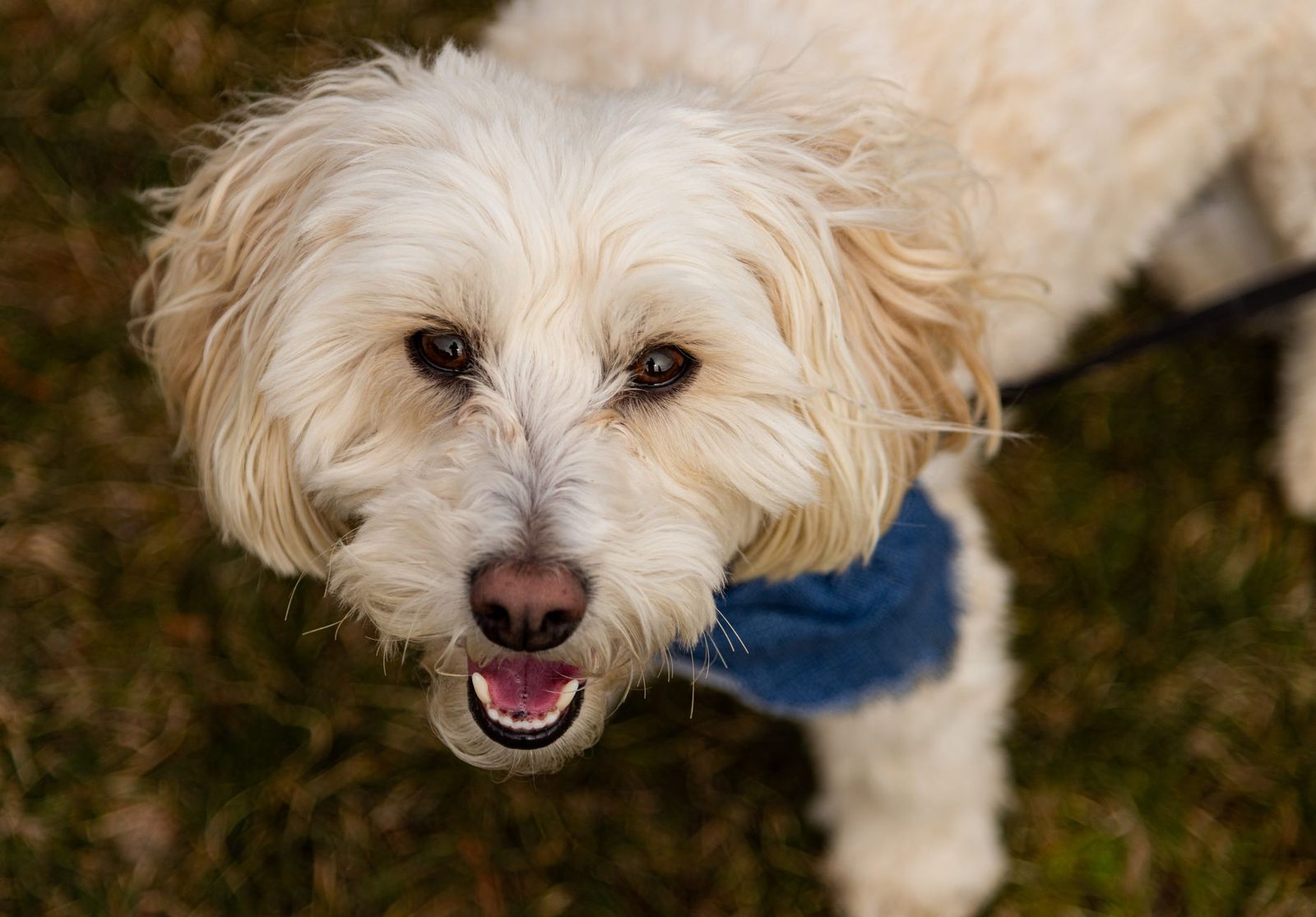 Cream-colored doodle-mix dog with a soft wavy coat outdoors