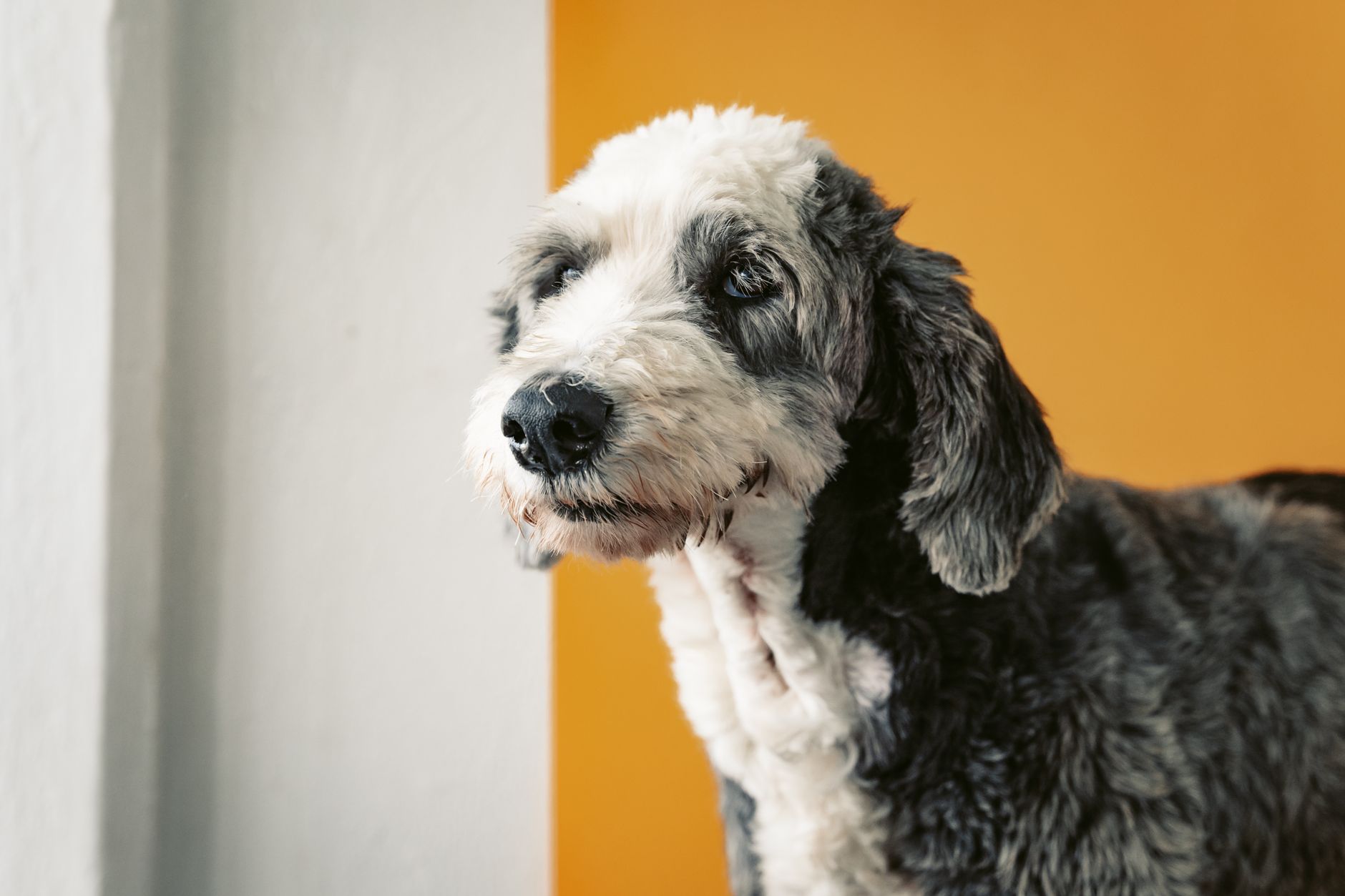 Sheepadoodle dog gentle expression close-up