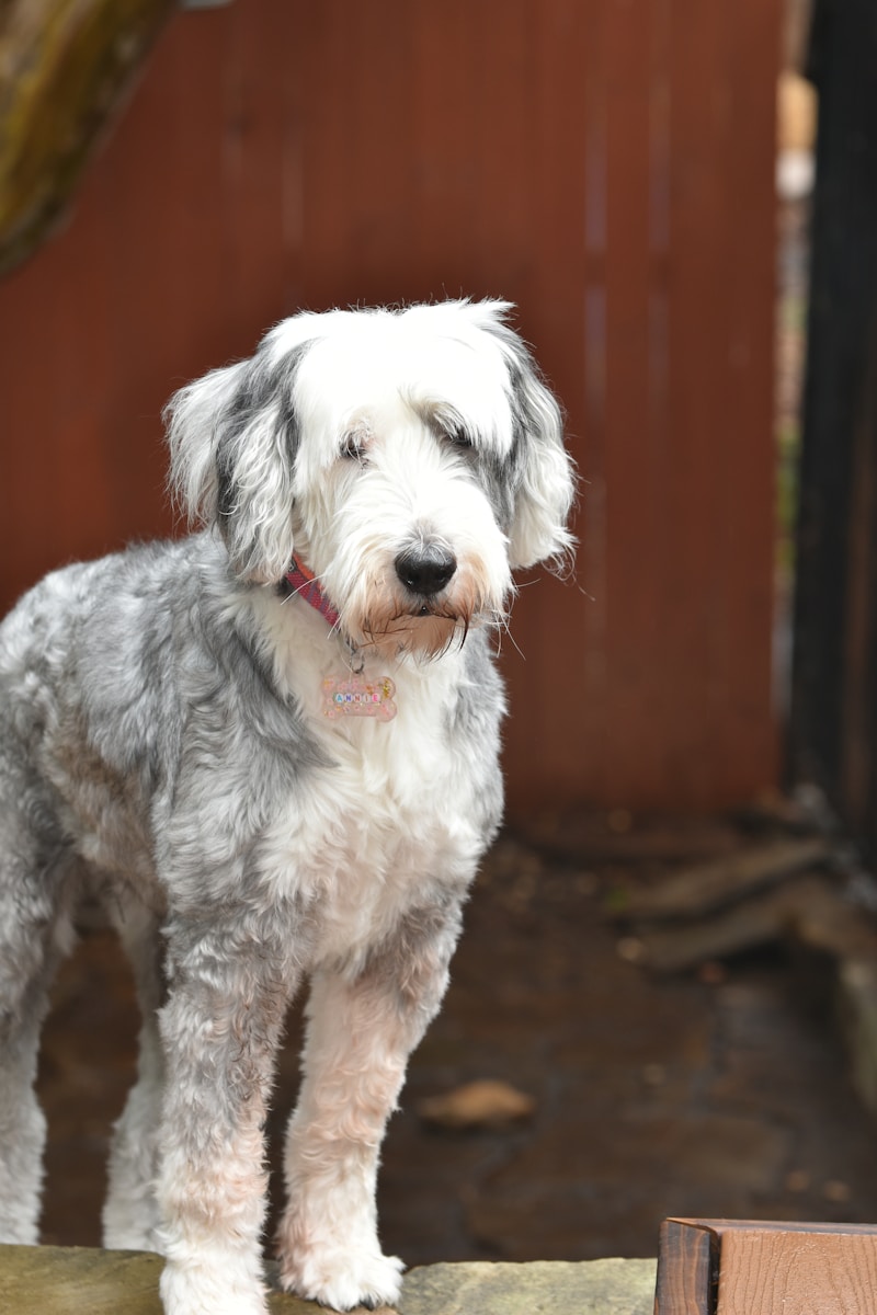 Sheepadoodle dog grey and white coat requiring regular grooming
