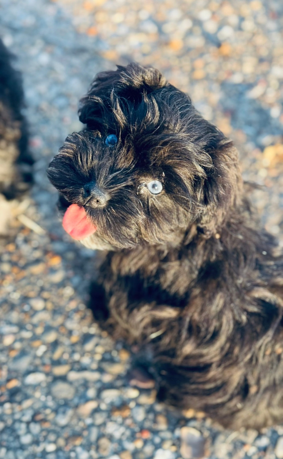 Sheepadoodle grooming guide - tools schedule and matting prevention - Sunshine Sheepadoodles Texas