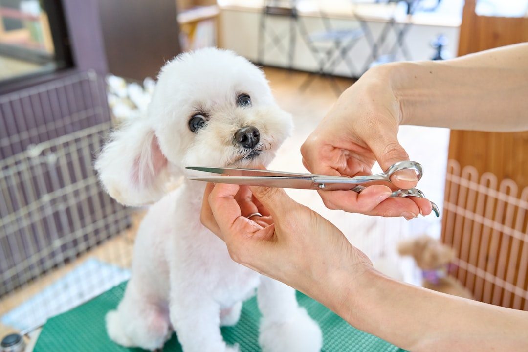 Groomer using scissors to round the facial fur on a fluffy doodle-type dog