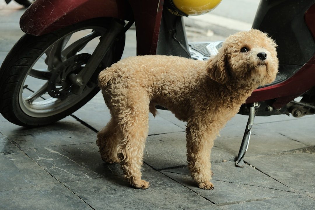 Doodle-mix dog with short-trimmed body and fuller, rounded fur on the legs