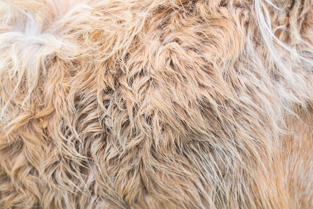 Large shaggy doodle-type dog with a long, natural, untrimmed coat