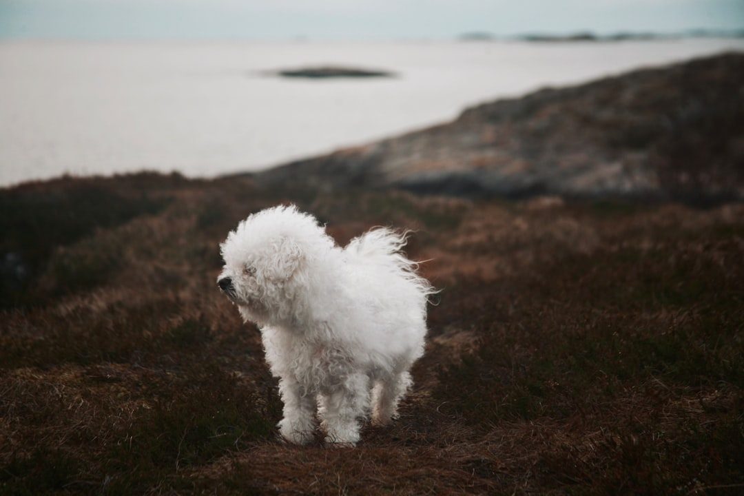 Small fluffy white dog standing outdoors