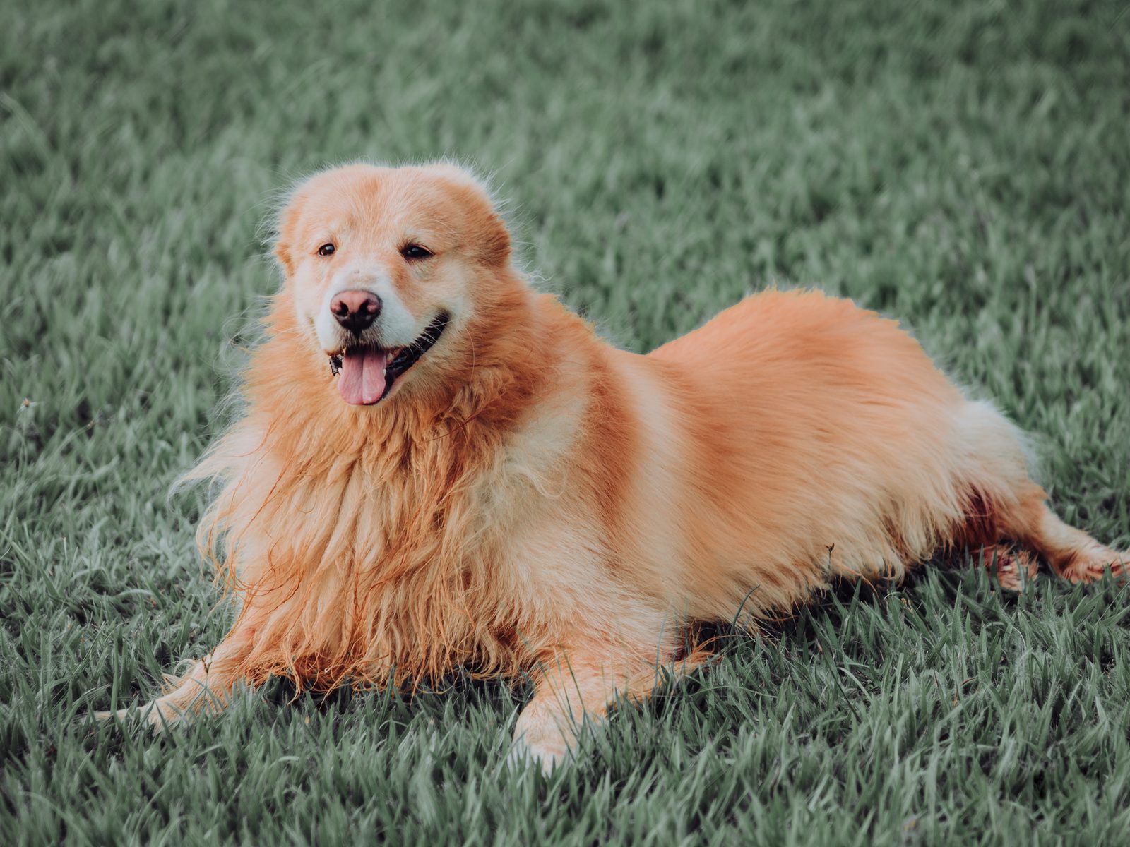 Fluffy doodle-type dog panting and cooling off outdoors in warm weather