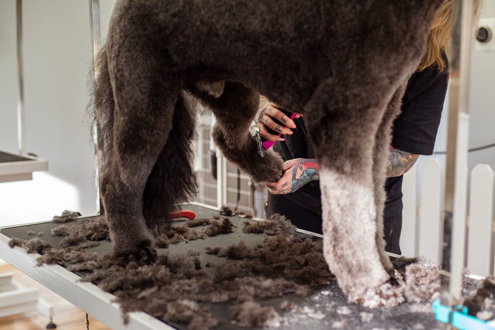 A professional groomer trimming a large curly-coated dog's leg fur on a grooming table