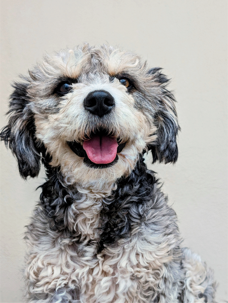 Happy sheepadoodle dog after dental care