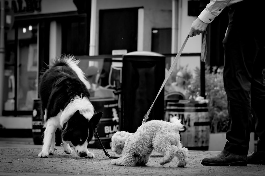Two dogs of different breeds being walked together outdoors