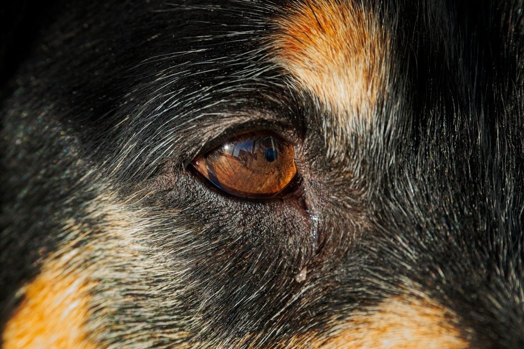 Close-up of a dog's eye