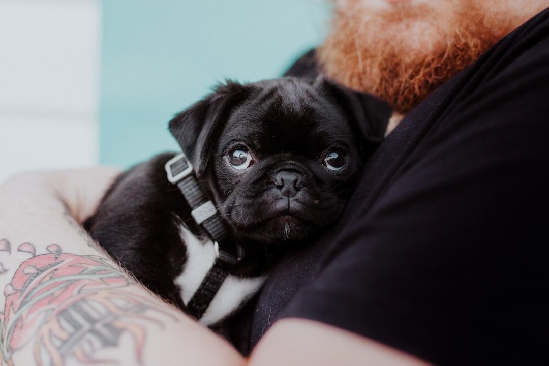Puppy held closely by its owner