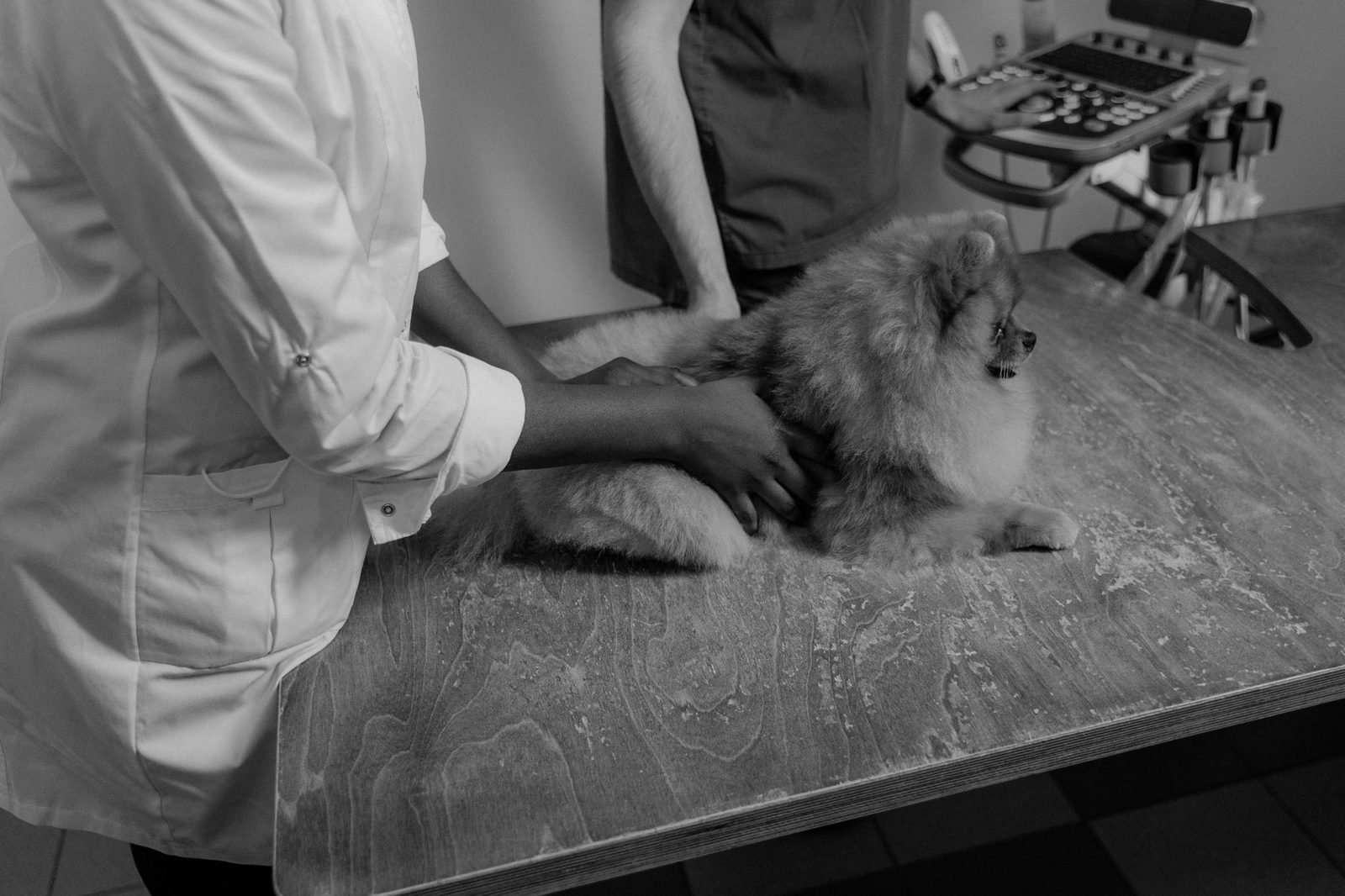 Veterinarian examining a dog during a health screening appointment