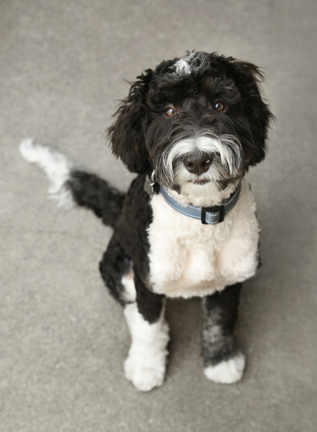 Sheepadoodle dog with healthy paws standing