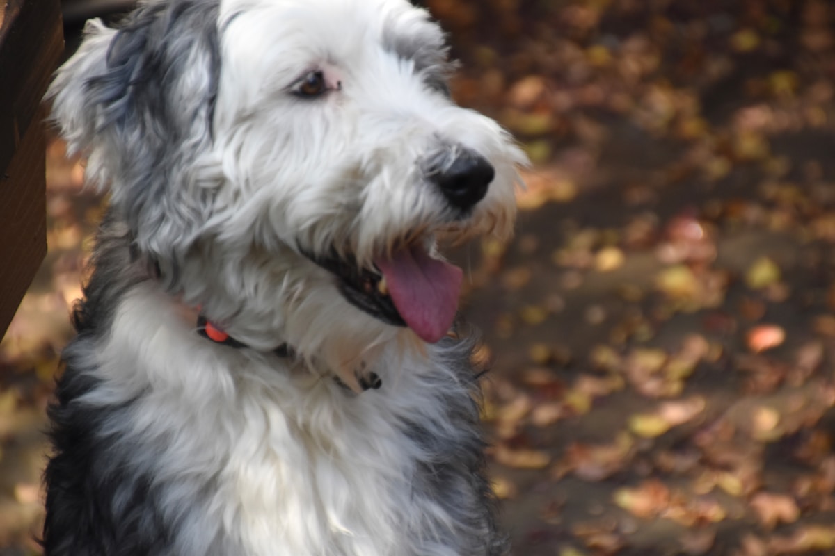 Sheepadoodle Skin & Allergy Care: Causes, Symptoms & Solutions
